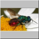 Hedychrum gerstaeckeri - Goldwespe m002c 6-7mm - Sandgrube Niedringhaussee-det.jpg